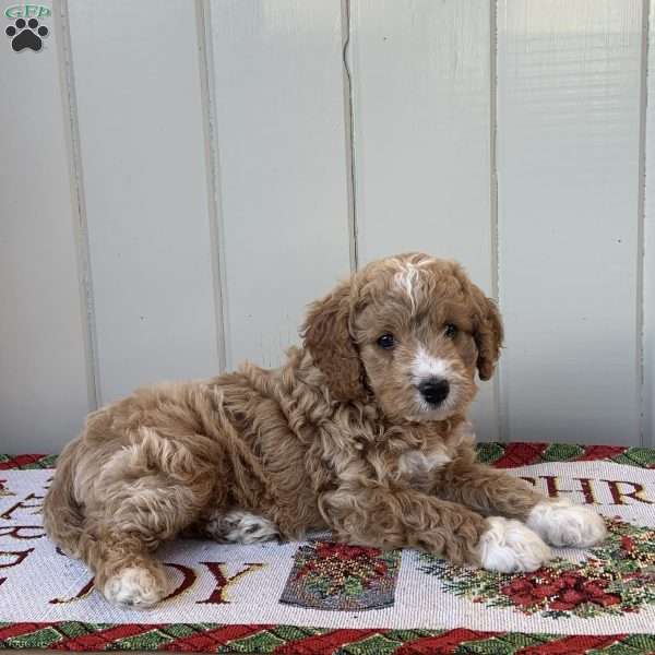 Holly, Cockapoo Puppy