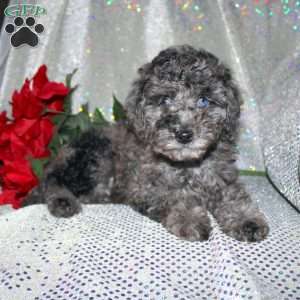 Blossom, Miniature Poodle Puppy