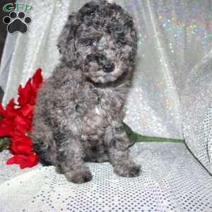 Blossom, Miniature Poodle Puppy