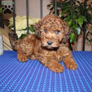 Allen, Mini Whoodle Puppy