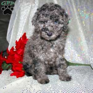 Blossom, Miniature Poodle Puppy