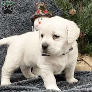 Darla, Yellow Labrador Retriever Puppy