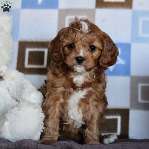 Olivia, Cavapoo Puppy