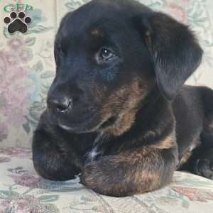 Joey, Labrador Mix Puppy