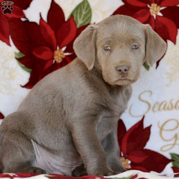 Georgie, Silver Labrador Retriever Puppy