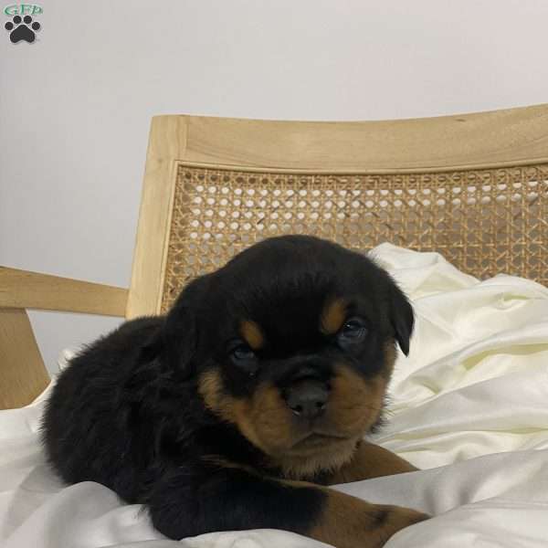 Rudolph, Rottweiler Puppy