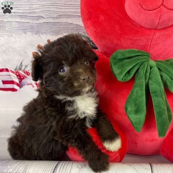 Finn, Mini Aussiedoodle Puppy