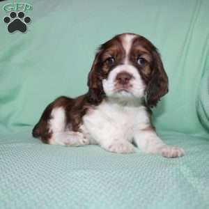 Jolly, Cocker Spaniel Puppy