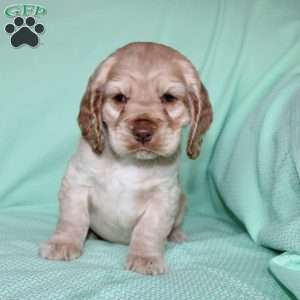 Jingles, Cocker Spaniel Puppy