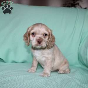 Dancer, Cocker Spaniel Puppy