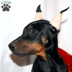 Ethan, Doberman Pinscher Puppy