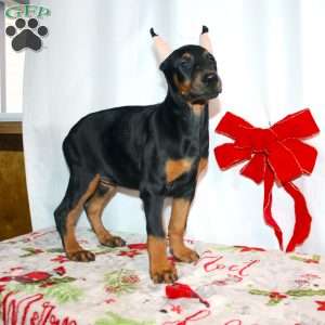 Gloria, Doberman Pinscher Puppy