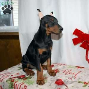 Frankencense, Doberman Pinscher Puppy