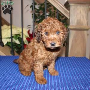 Allen, Mini Whoodle Puppy