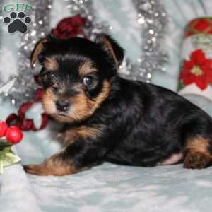 David, Yorkie Puppy