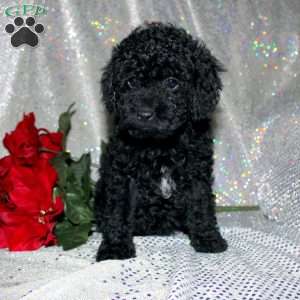 Button, Miniature Poodle Puppy