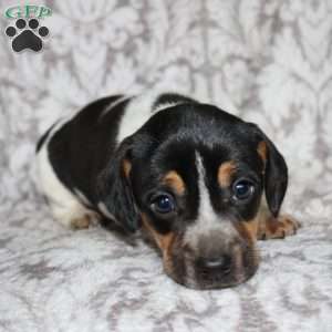 Dean, Jack Russell Mix Puppy