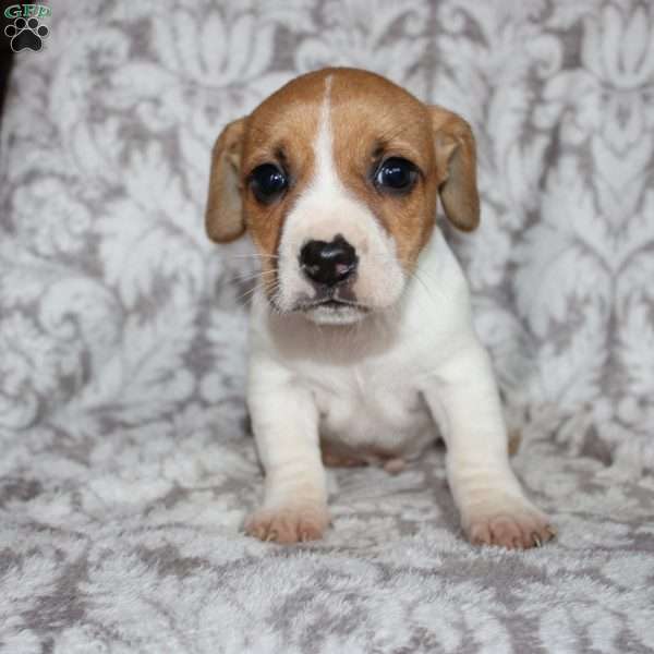 Drew, Jack Russell Mix Puppy