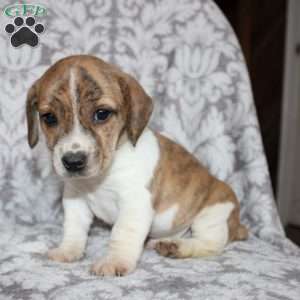 David, Jack Russell Mix Puppy