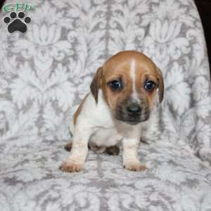 Danny, Jack Russell Mix Puppy