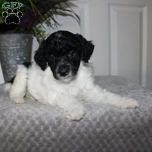 Bran, Miniature Poodle Puppy