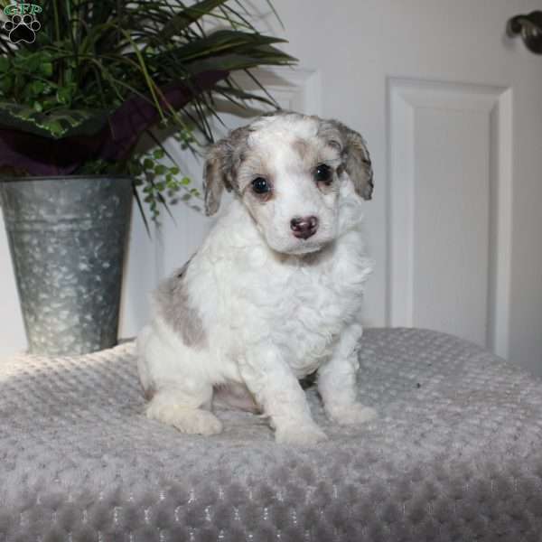 Bud, Miniature Poodle Puppy