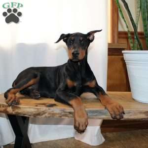 Frankencense, Doberman Pinscher Puppy