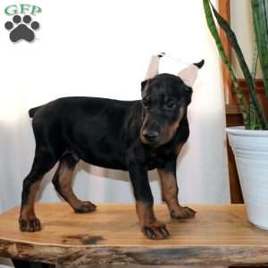 Rufus, Doberman Mix Puppy