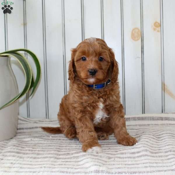 Rambo, Cavapoo Puppy