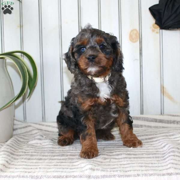 Romeo, Cavapoo Puppy