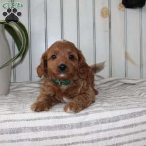 Rascal, Cavapoo Puppy