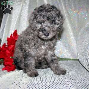 Blossom, Miniature Poodle Puppy