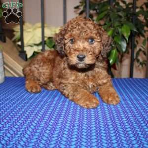 Allen, Mini Whoodle Puppy