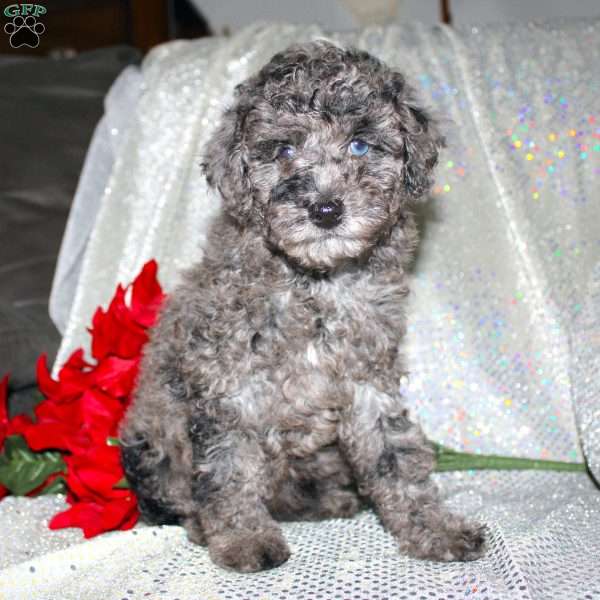 Blossom, Miniature Poodle Puppy