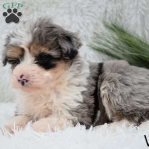 Vixen, Mini Aussiedoodle Puppy