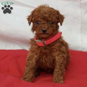 Millie, Miniature Poodle Puppy