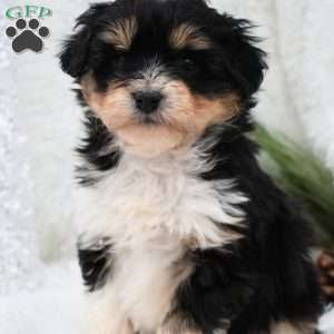 Holly, Mini Aussiedoodle Puppy