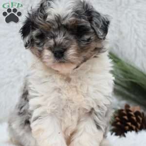 Comet, Mini Aussiedoodle Puppy