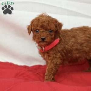 Millie, Miniature Poodle Puppy