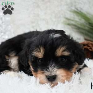 Holly, Mini Aussiedoodle Puppy