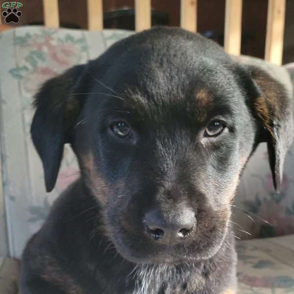 Joey, Labrador Mix Puppy