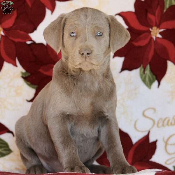 Grace, Silver Labrador Retriever Puppy