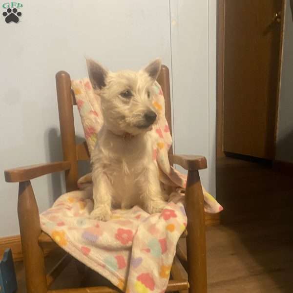 Tate, West Highland Terrier Puppy