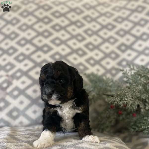 Maddie, Mini Bernedoodle Puppy