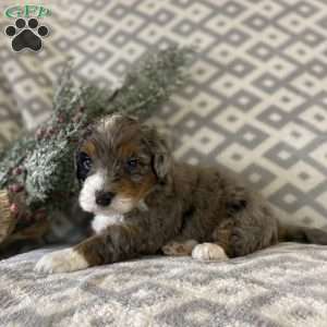 Marshall, Mini Bernedoodle Puppy