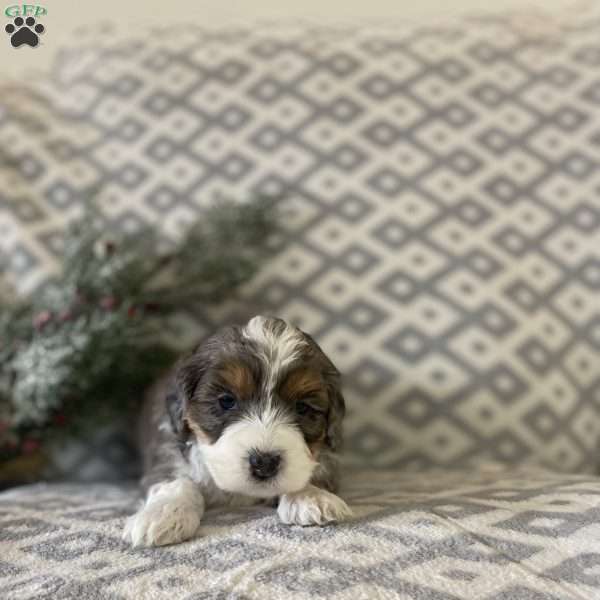 Magic, Mini Bernedoodle Puppy