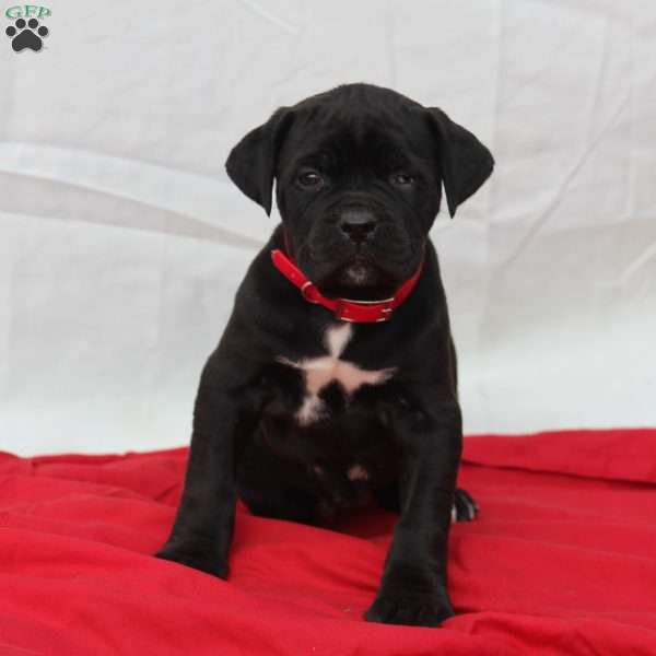 Zoe, Cane Corso Puppy