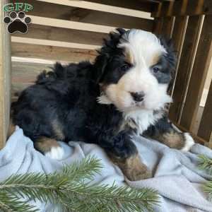 Princess, Bernese Mountain Dog Puppy