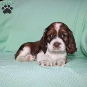 Jolly, Cocker Spaniel Puppy