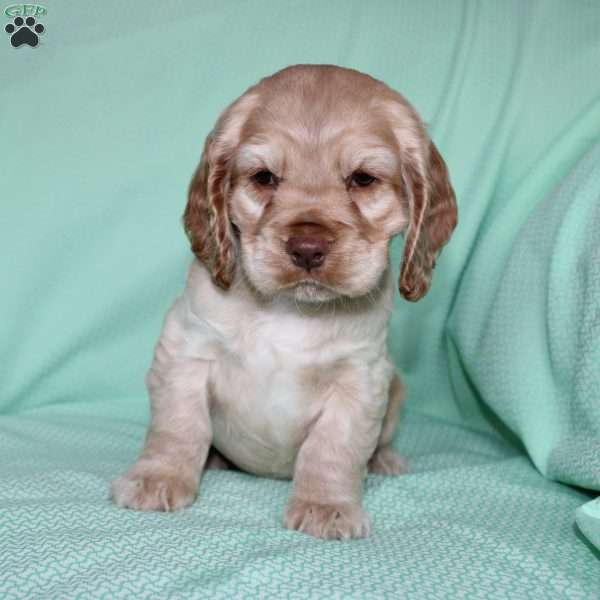 Jingles, Cocker Spaniel Puppy